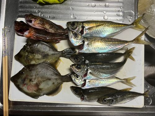 アジの釣果