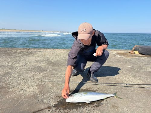 ワラサの釣果