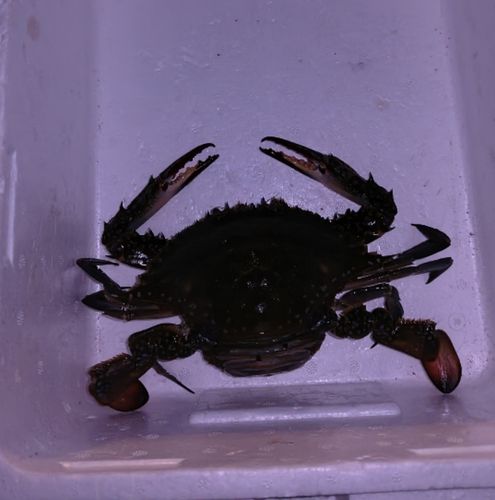 カニの釣果
