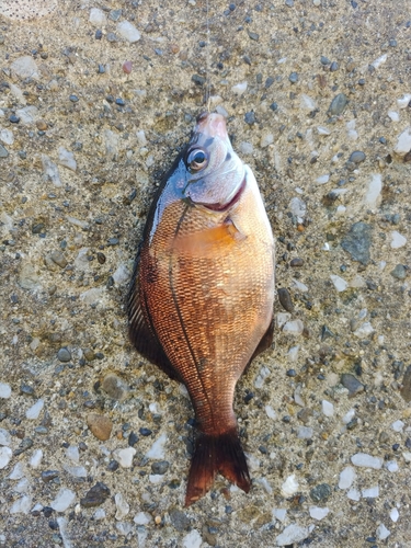 マタナゴの釣果