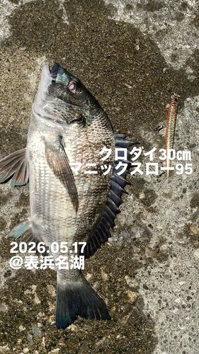 クロダイの釣果