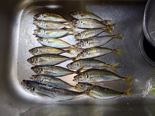 アジの釣果