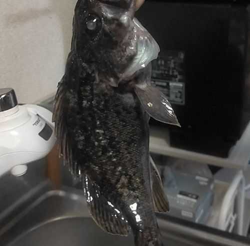 ソイの釣果