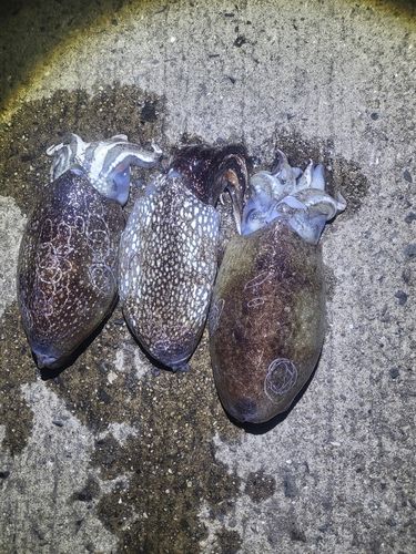 シリヤケイカの釣果