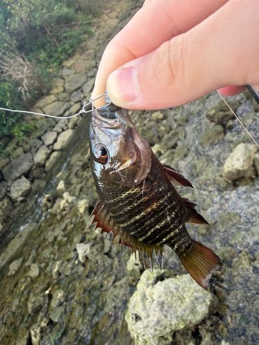 ゴマフエダイの釣果