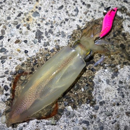 ケンサキイカの釣果