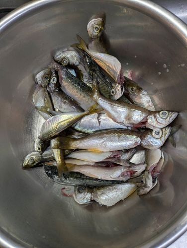 ムツの釣果
