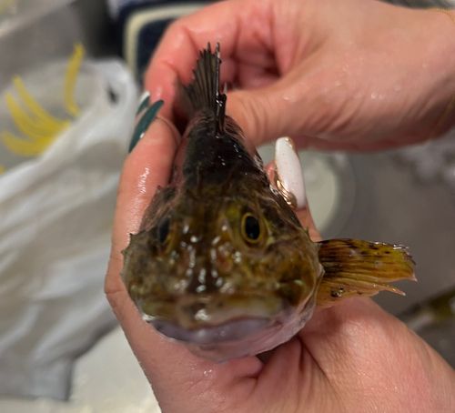 カサゴの釣果
