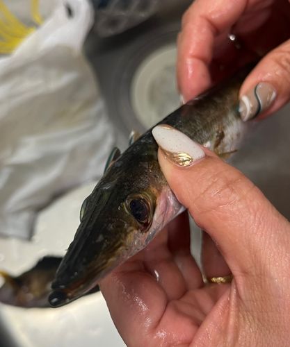 カマスの釣果