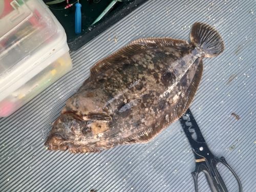 ナメタガレイの釣果