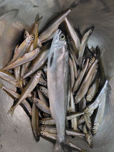 ワカサギの釣果