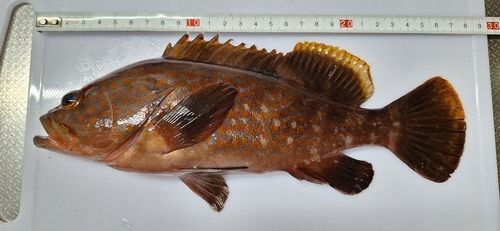 キジハタの釣果
