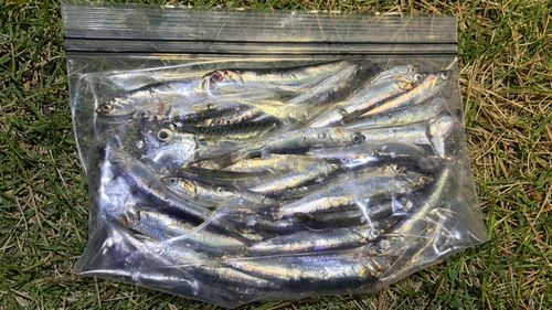 カタクチイワシの釣果