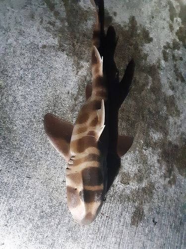 ヒメダイの釣果