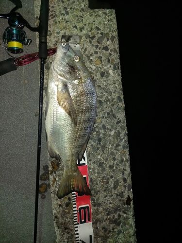 チヌの釣果