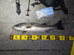 シーバスの釣果