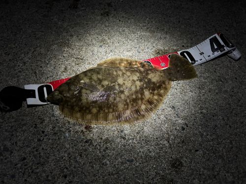 カレイの釣果