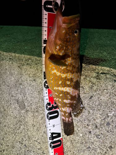 キジハタの釣果