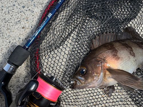 メバルの釣果