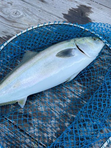 ハマチの釣果