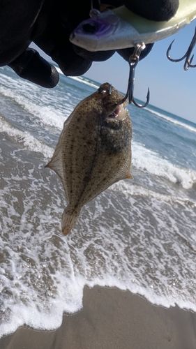 ソゲの釣果