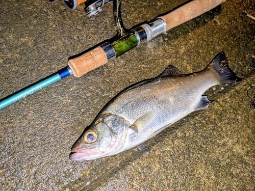 セイゴ（ヒラスズキ）の釣果