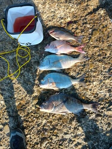 マダイの釣果