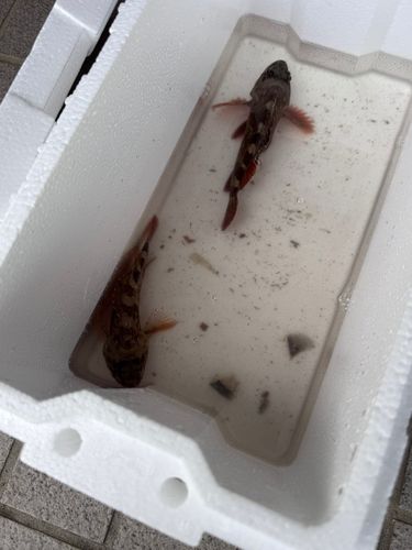 カサゴの釣果