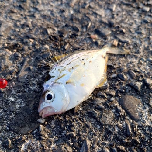 ヒイラギの釣果