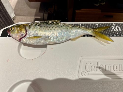 コノシロの釣果