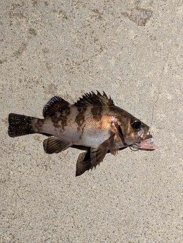 メバルの釣果
