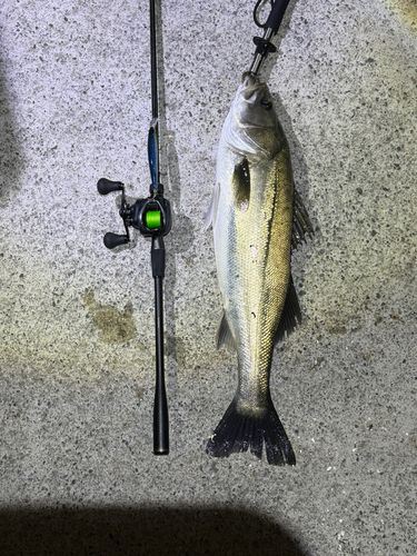 シーバスの釣果