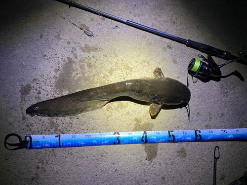 ナマズの釣果