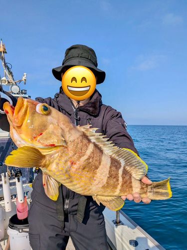アオハタの釣果