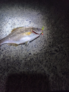 ウミタナゴの釣果