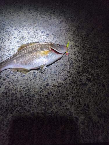 ウミタナゴの釣果