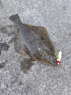 イシガレイの釣果