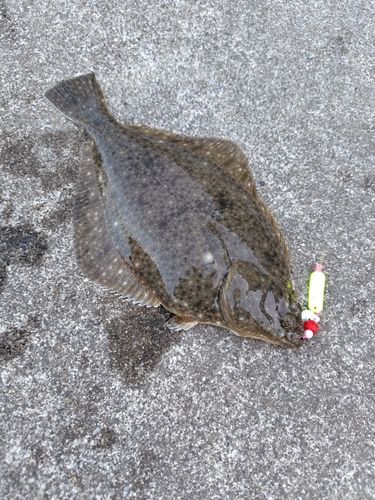 イシガレイの釣果
