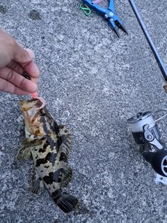 タケノコメバルの釣果