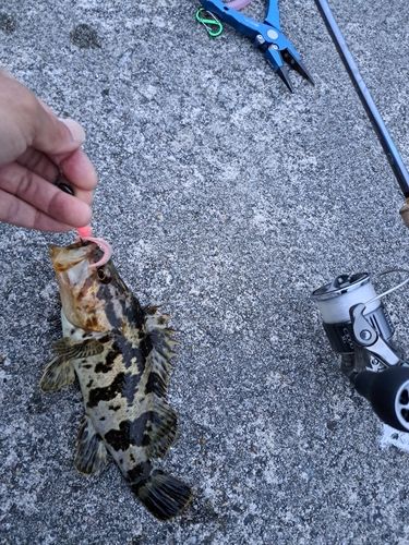 タケノコメバルの釣果