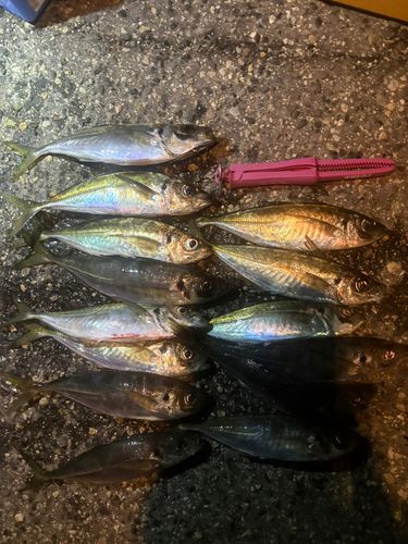 アジの釣果