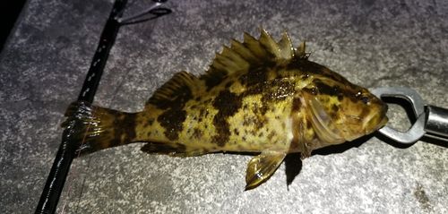 タケノコメバルの釣果