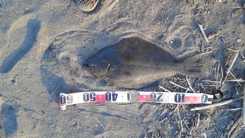 ヒラメの釣果