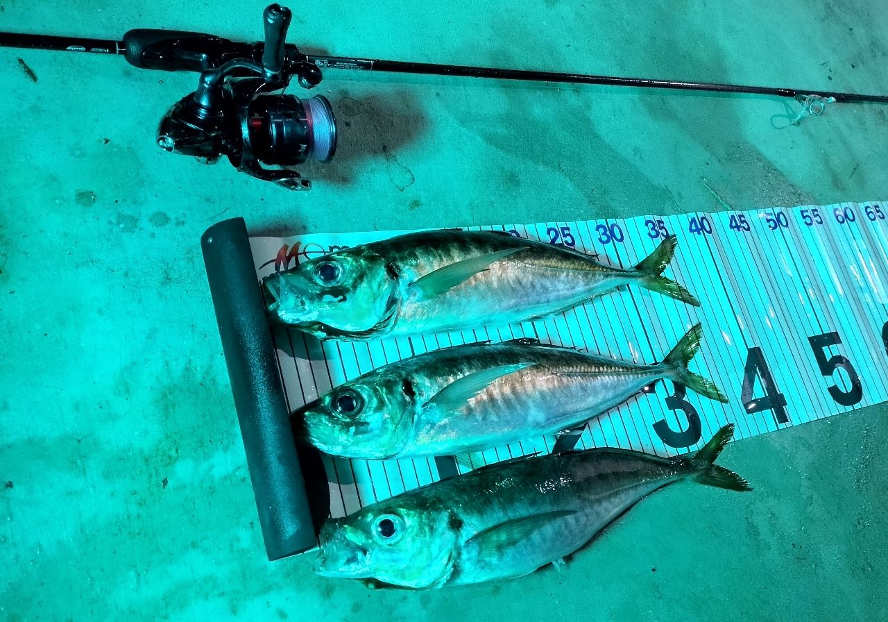 【値下中】ダイワ 23月下美人 AIR A 66L-S・W DAIWA（ダイワ） [90] 23 月下美人 AIR AJING 66L-S・W : かめや釣具