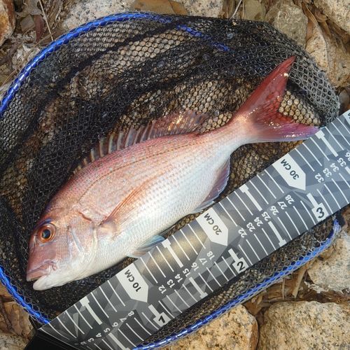 マダイの釣果