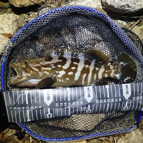 クエの釣果