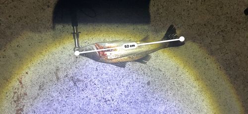 シーバスの釣果