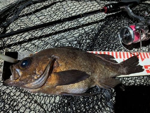 メバルの釣果
