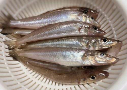 キスの釣果