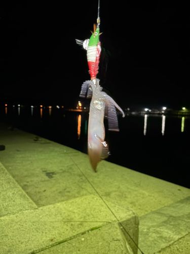 マメイカの釣果